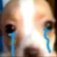 PerroSad_Dw Discord emoji