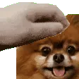 SquishyBandit