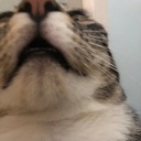 catmouth Discord emoji