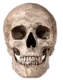 skullappears