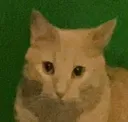 stareluna stareluna