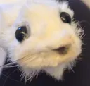 look look