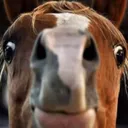 horse_derpstare