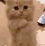 kitty_DV Discord Emoji
