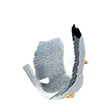seagull