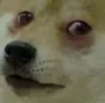 dogedepressoexpresso dogedepressoexpresso