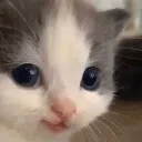 hehe
