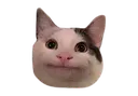 Politecat politecat Discord Emoji