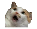 Scaredcat scaredcat Discord Emoji