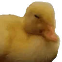 DuckNo