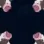CowsPog