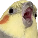 cockatielangry2