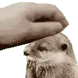 mingai_vidra mingai_vidra