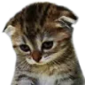 sadcat2