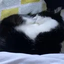 sleepingcat