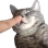 Boop Discord emoji