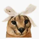flopparegalo