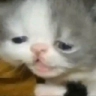 distressed_cat Discord emoji