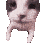 CatKiss Discord emoji