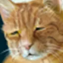 dismay dismay