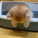 despair despair
