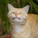 CatSmile Discord emoji