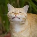 Smile Smile