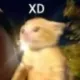 xd