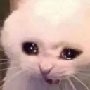 cat cat