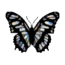 AE_zzzButterfly