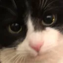 uwupls Discord Emoji