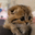 y_cutekitty