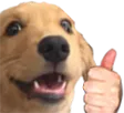 laik