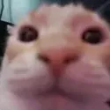 thiscat thiscat