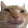 catsmiley