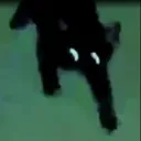 pfpcat Discord Emoji