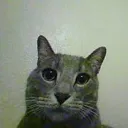 greycar