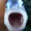 killerfish