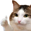 cat_tu