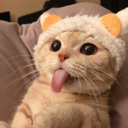 cdCattongue Discord emoji