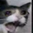 wtfcat