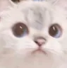 CatWorried