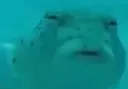 Sus