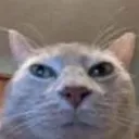 Bitchwat