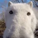 whitegopro