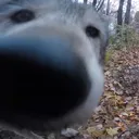 greygopro