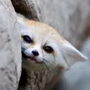 FennecSidePeek