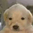 saddog