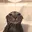 catshower