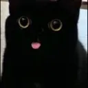 katt